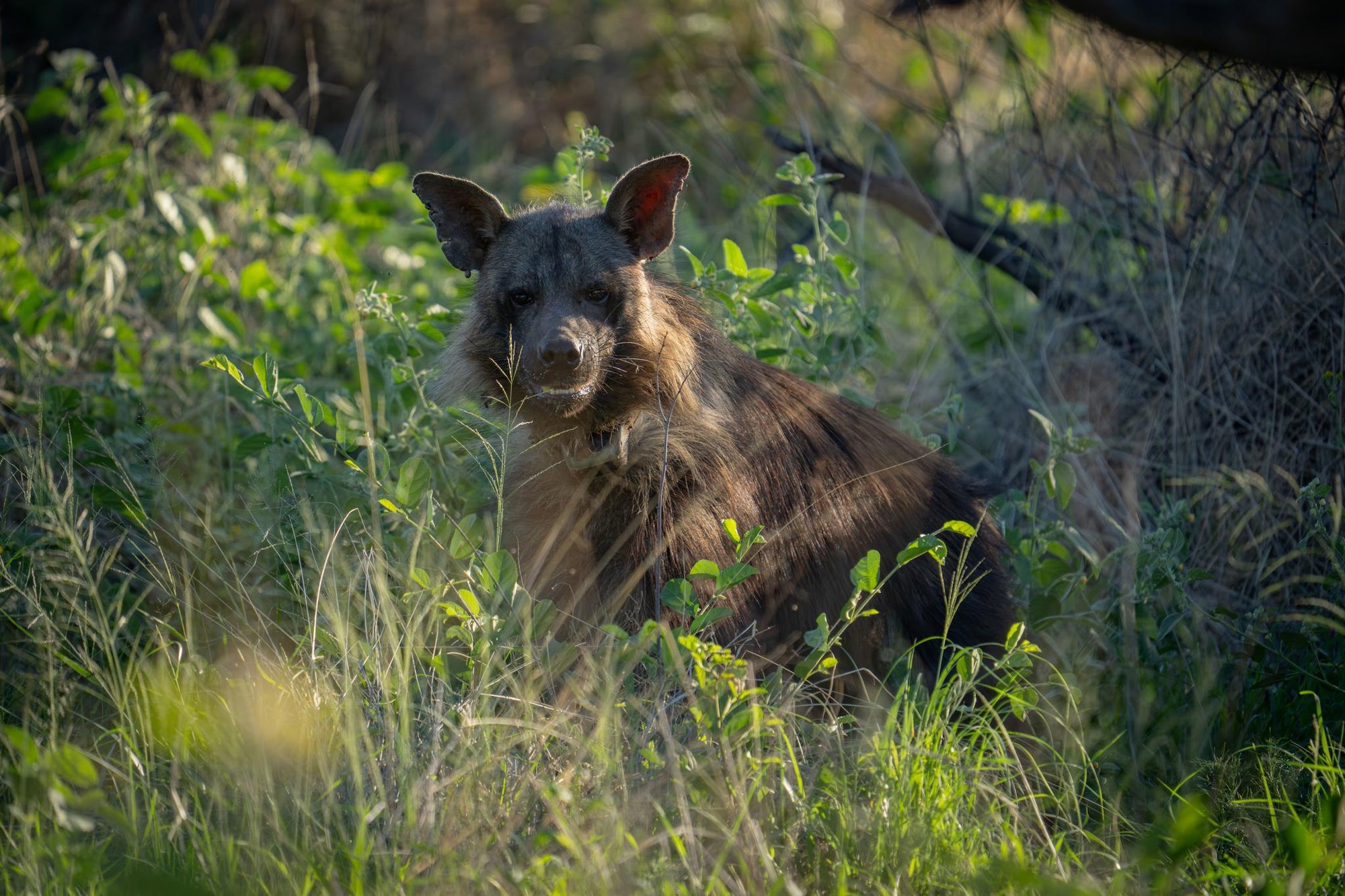 BROWN HYAENA TRACKING gallery image 4