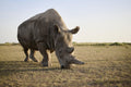 Rhino Sanctuary Visit gallery image 1