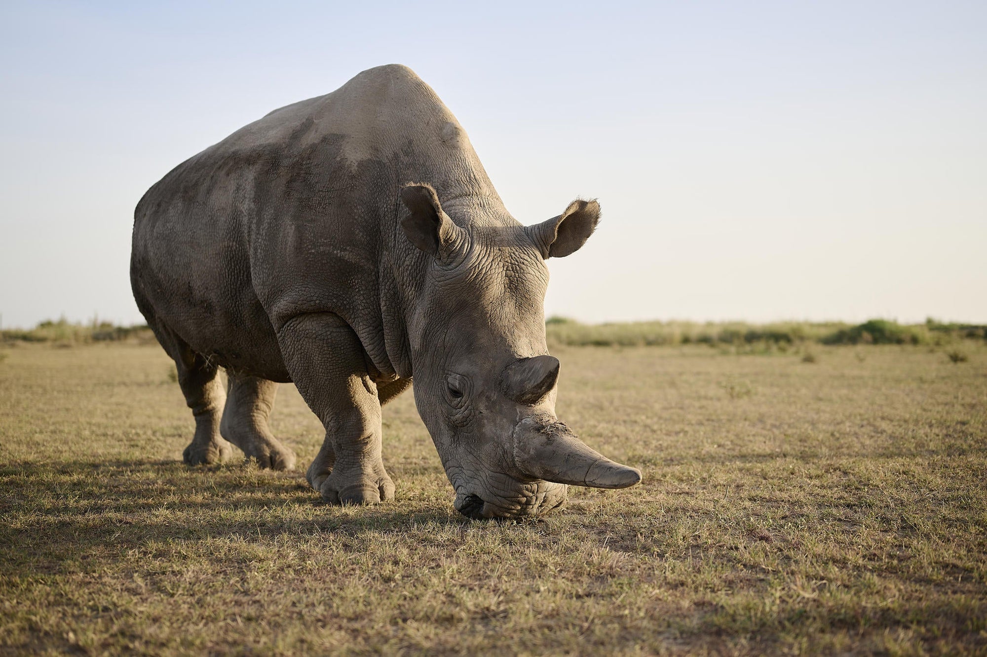 Rhino Sanctuary Visit gallery image 1
