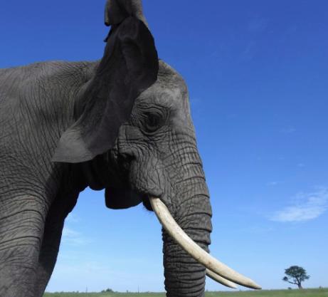 ELEPHANT HAVENS WILDLIFE FOUNDATION