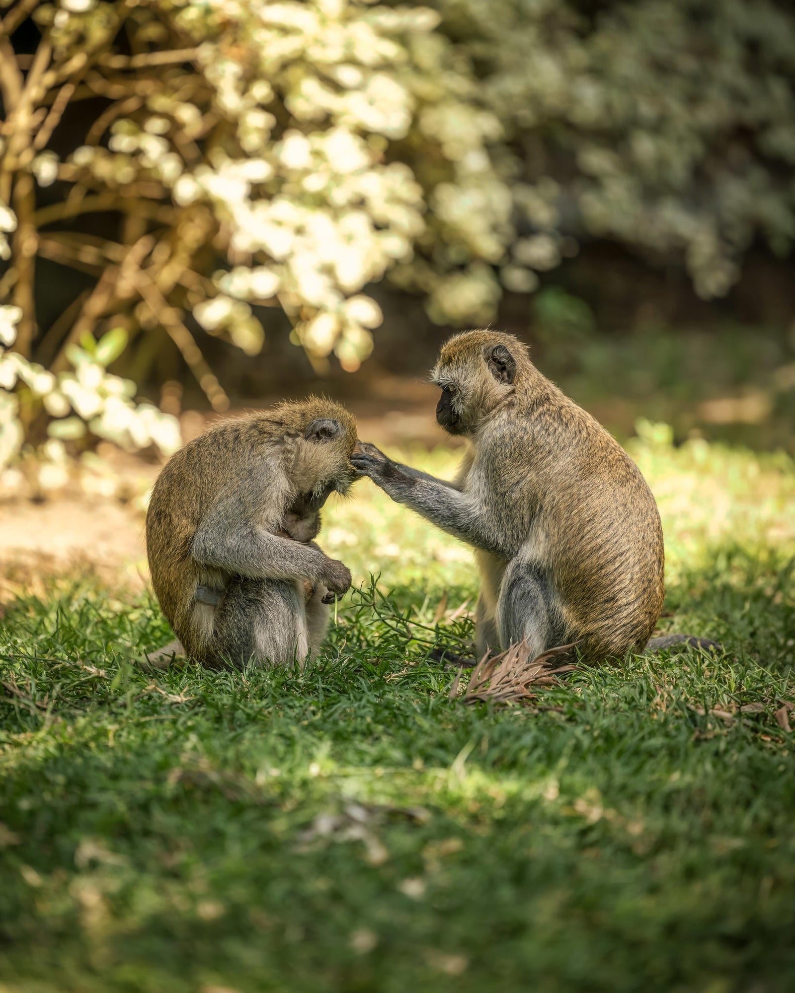 Day trips to Arusha National Park