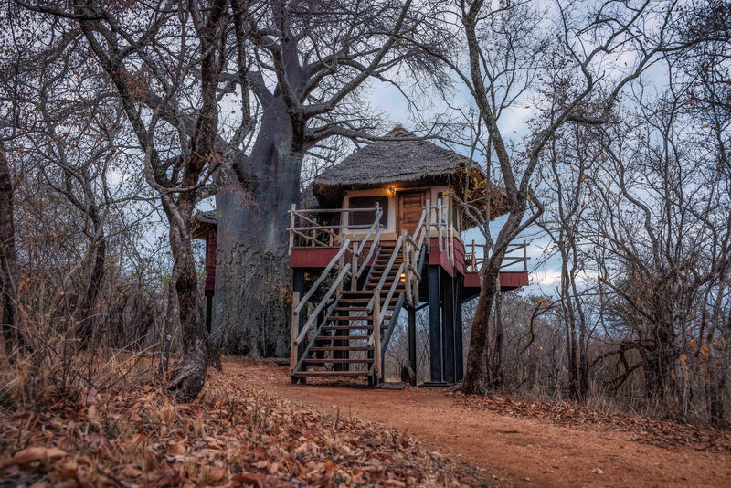 Treetops Elevated Room
