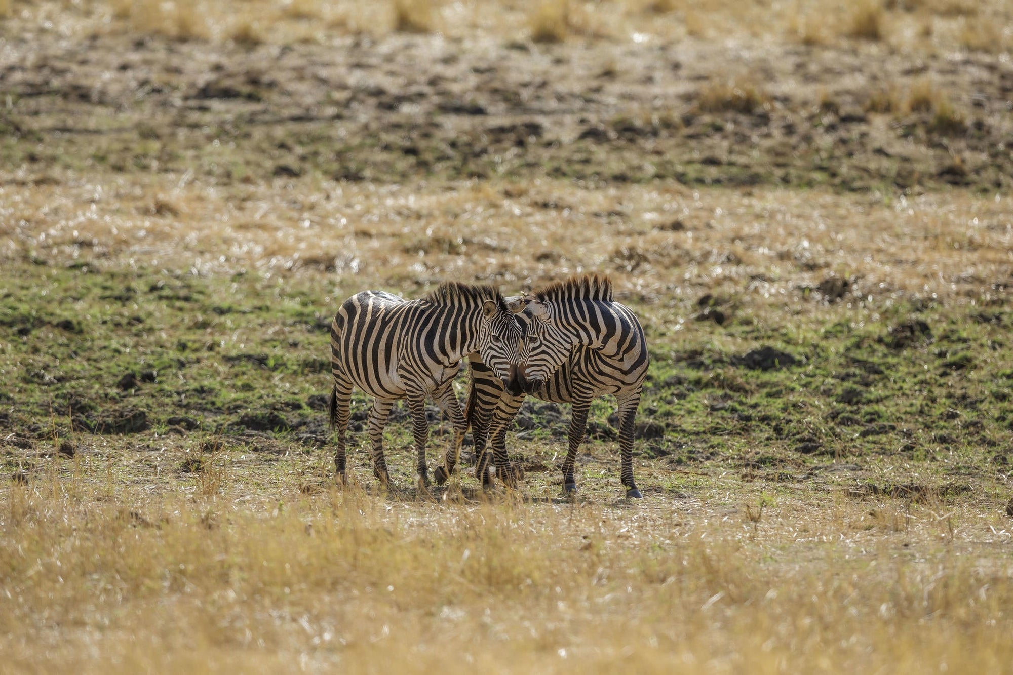 Game Drives gallery image 3
