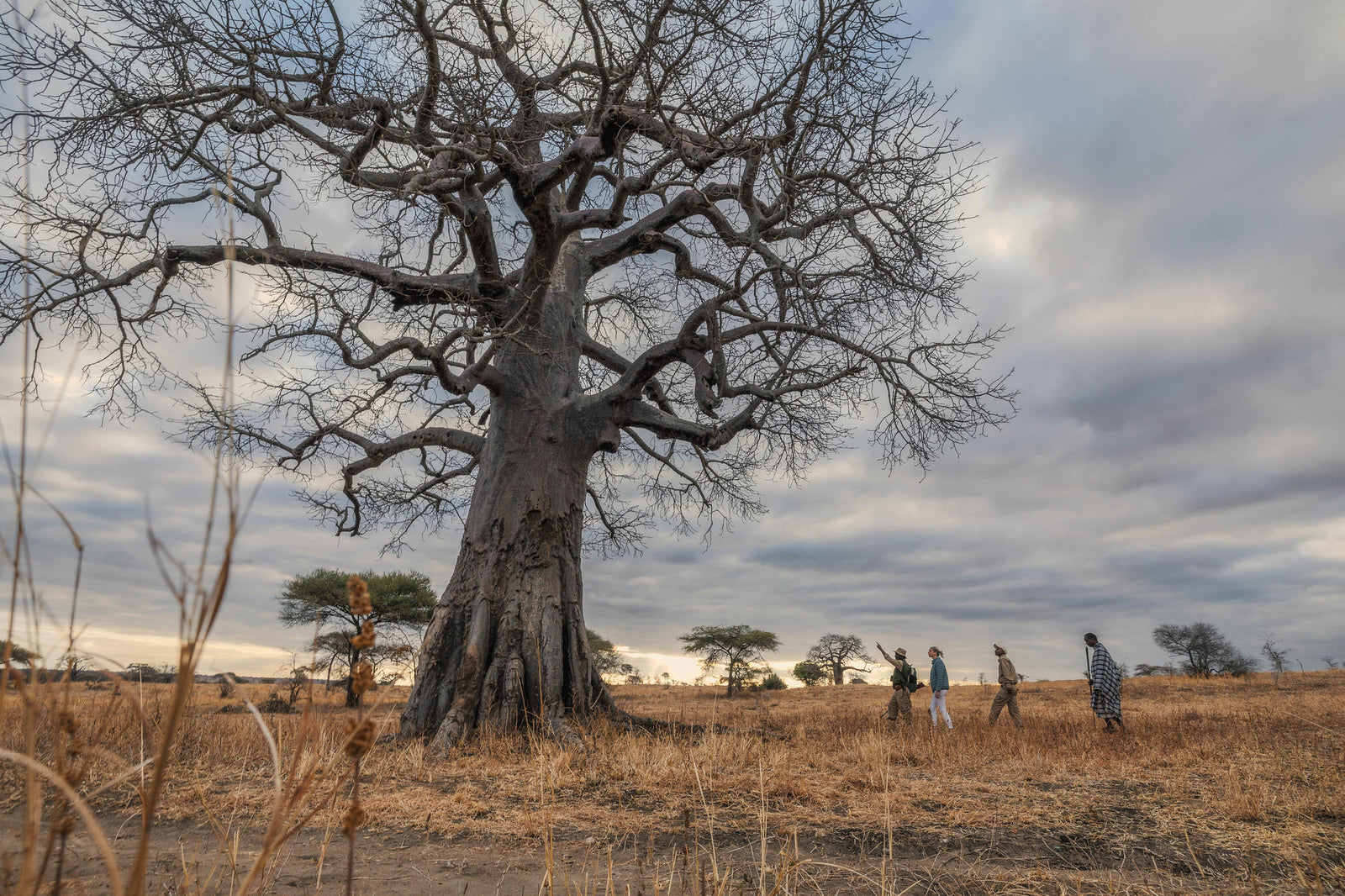 Walking Safari