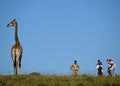 Giraffe Tracking Safaris  gallery image 1