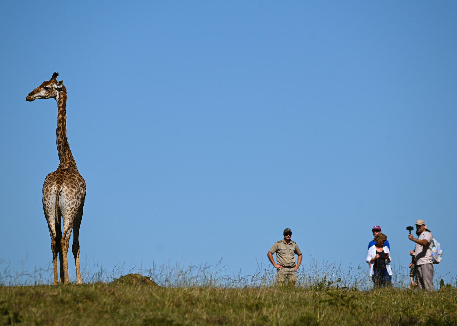 Giraffe Tracking Safaris