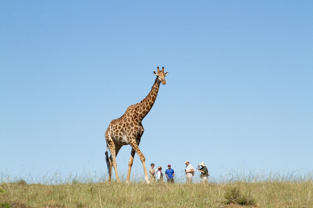 Giraffe Tracking Safaris  gallery image 2
