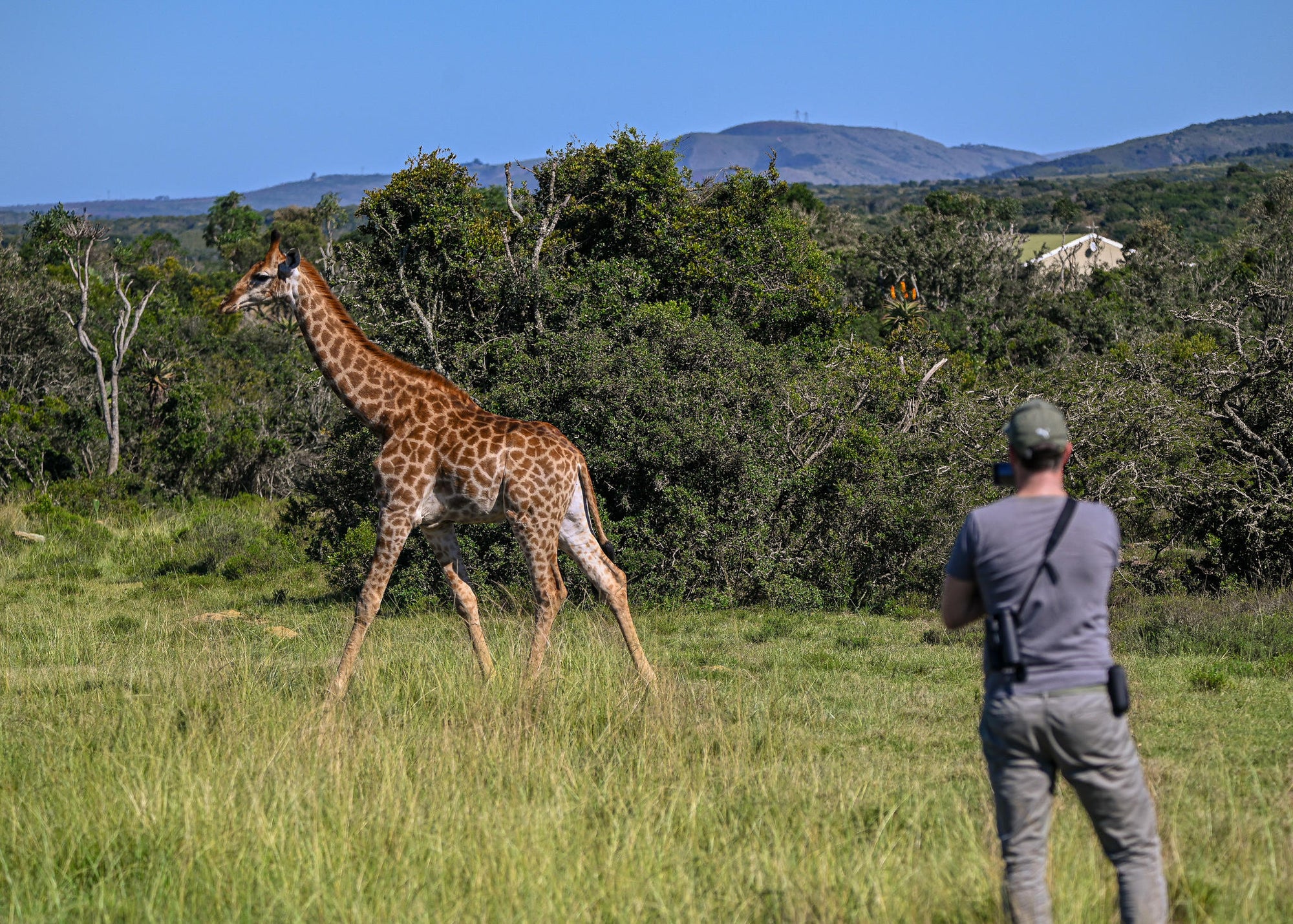 Giraffe Tracking Safaris  gallery image 3
