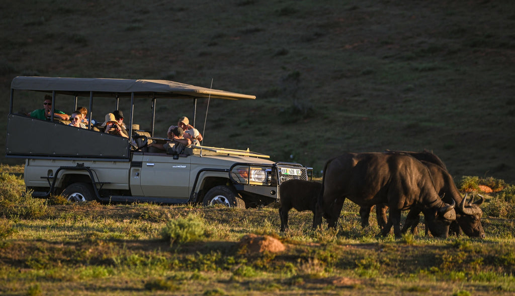Big 5 Safaris (Game Drive) gallery image 2