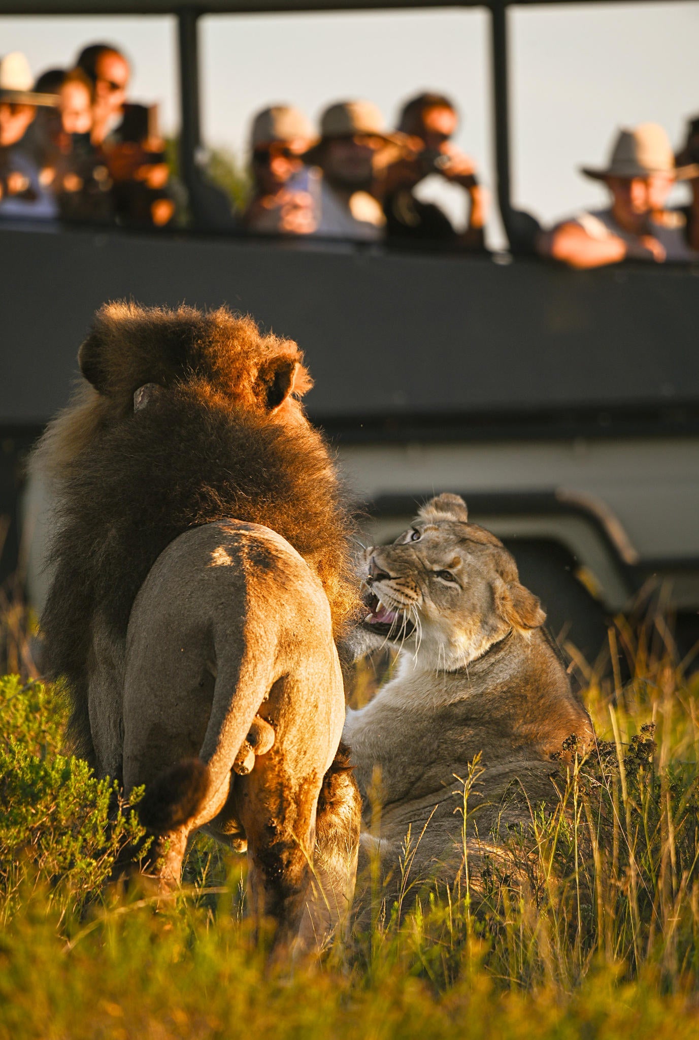 Big 5 Safaris (Game Drive) gallery image 3