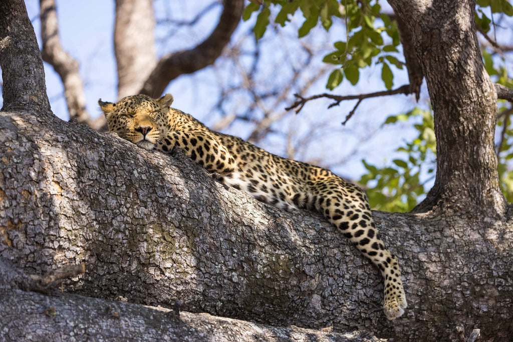 Safari Drives (day & night)