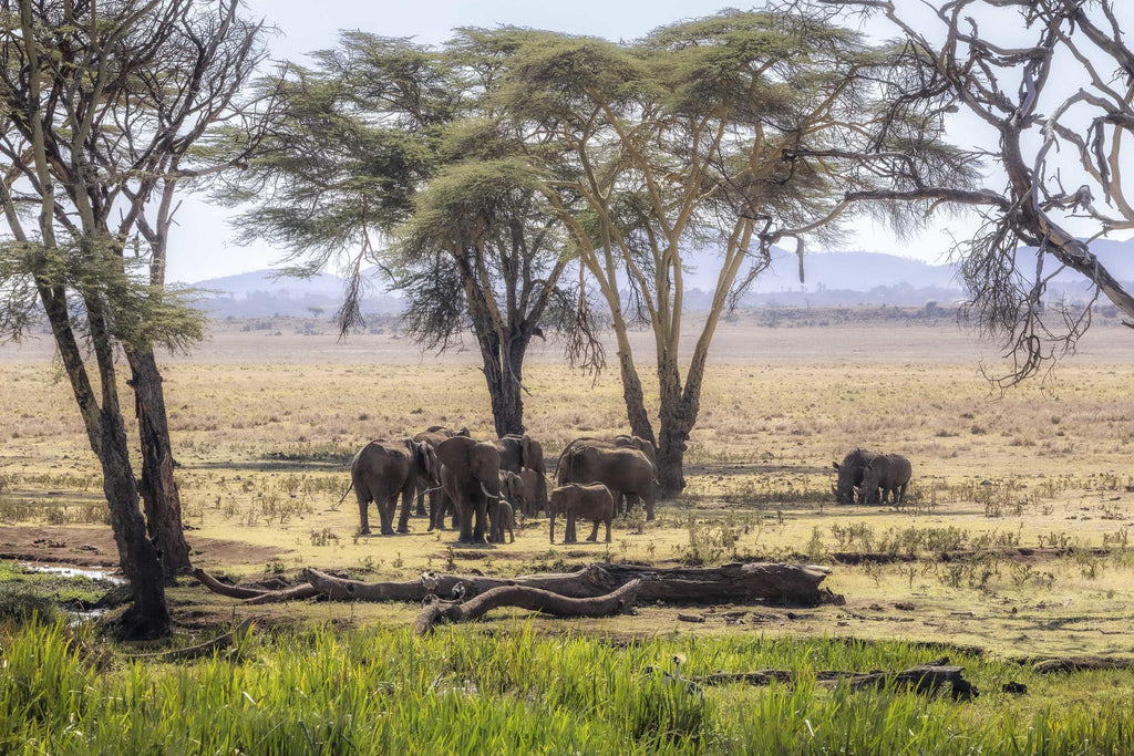 Game Drive gallery image 3