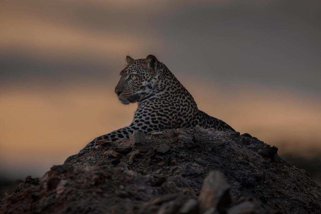 Game Drive Day and Night  gallery image 3
