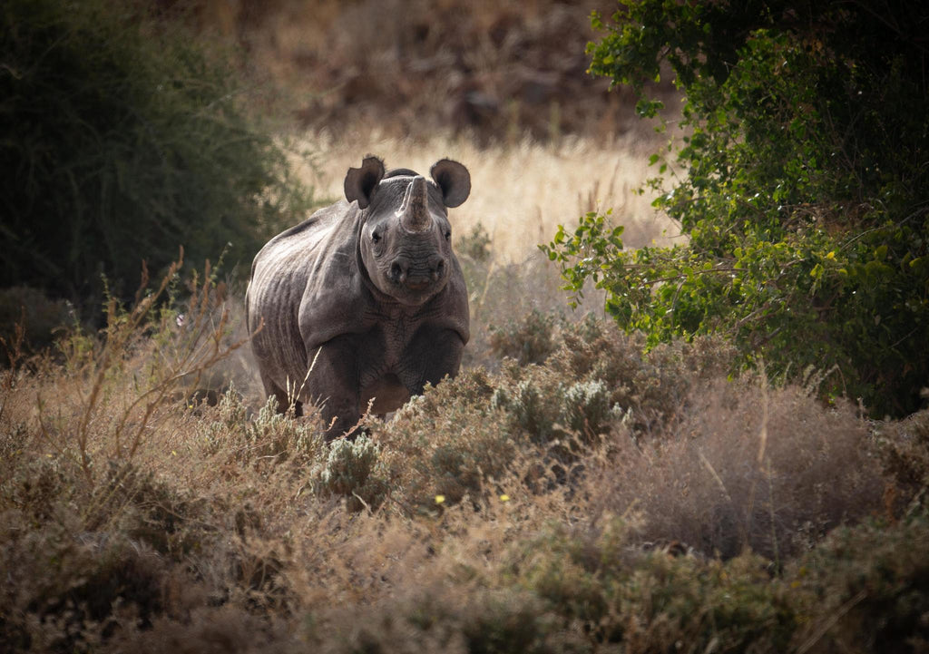 Full day Black rhino tracking gallery image 2