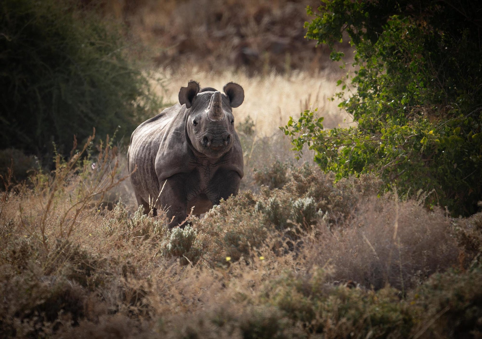 Full day Black rhino tracking gallery image 2