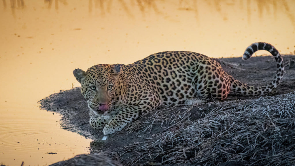 Game Drives  gallery image 5