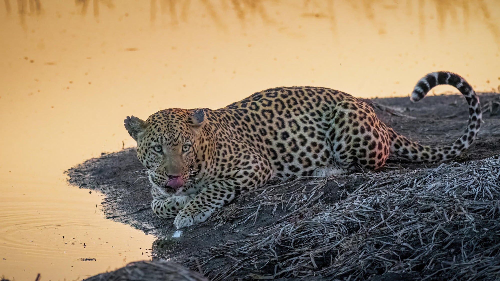 Game Drives  gallery image 5