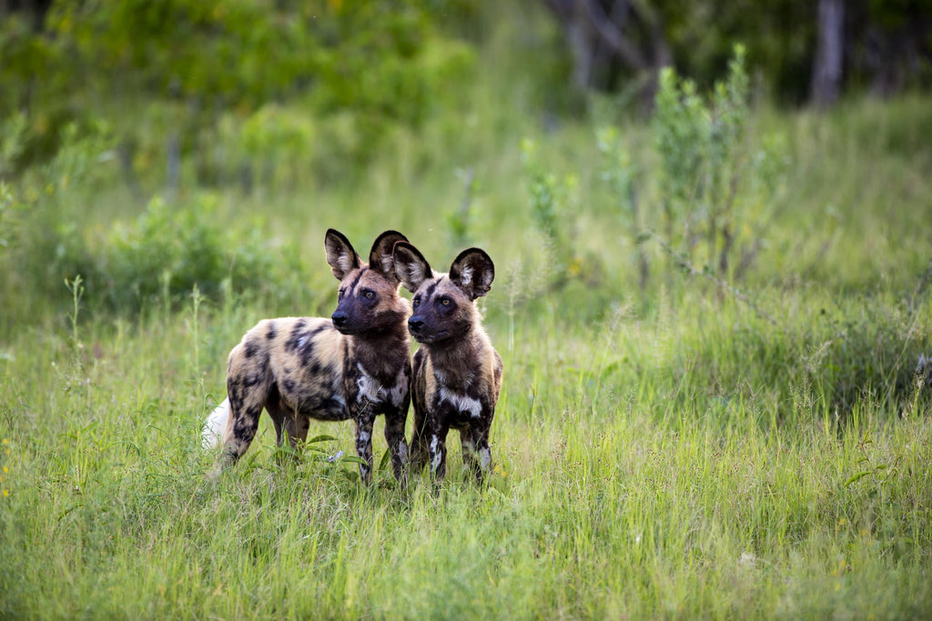 Game Drives  gallery image 6