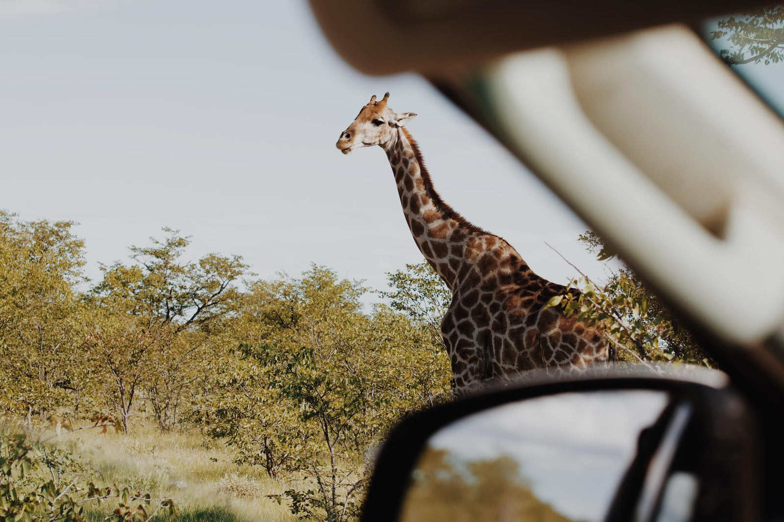 Self-Drive Safari through Etosha National Park