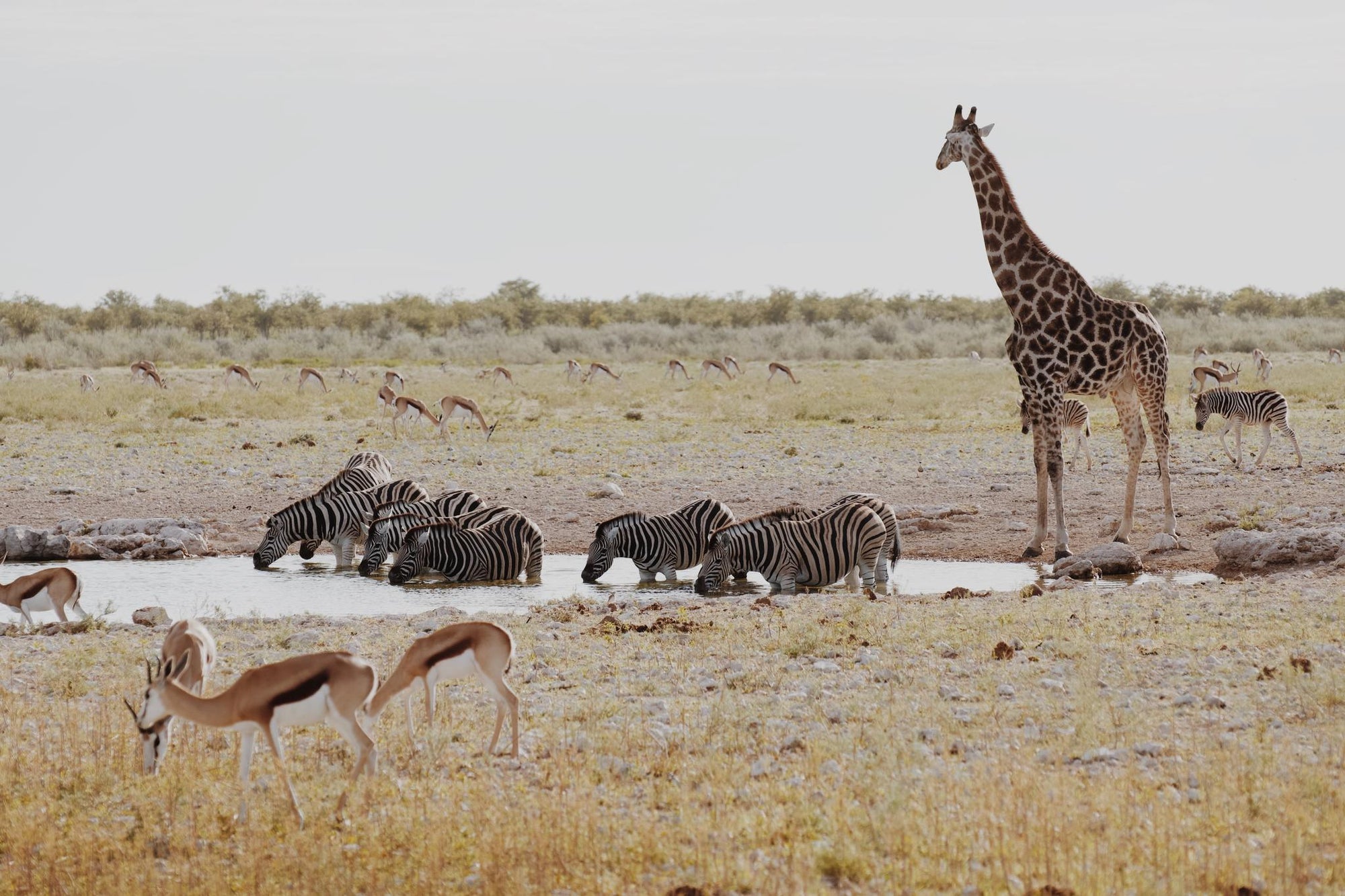 Full Day Game Drive into Etosha gallery image 2