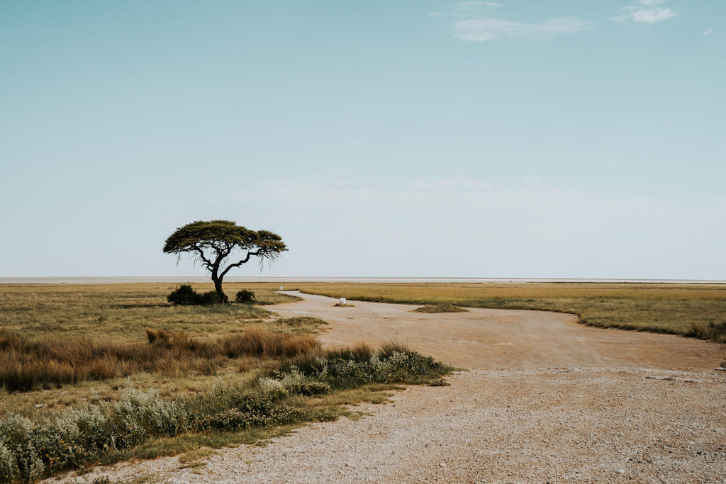 Full Day Game Drive into Etosha gallery image 4