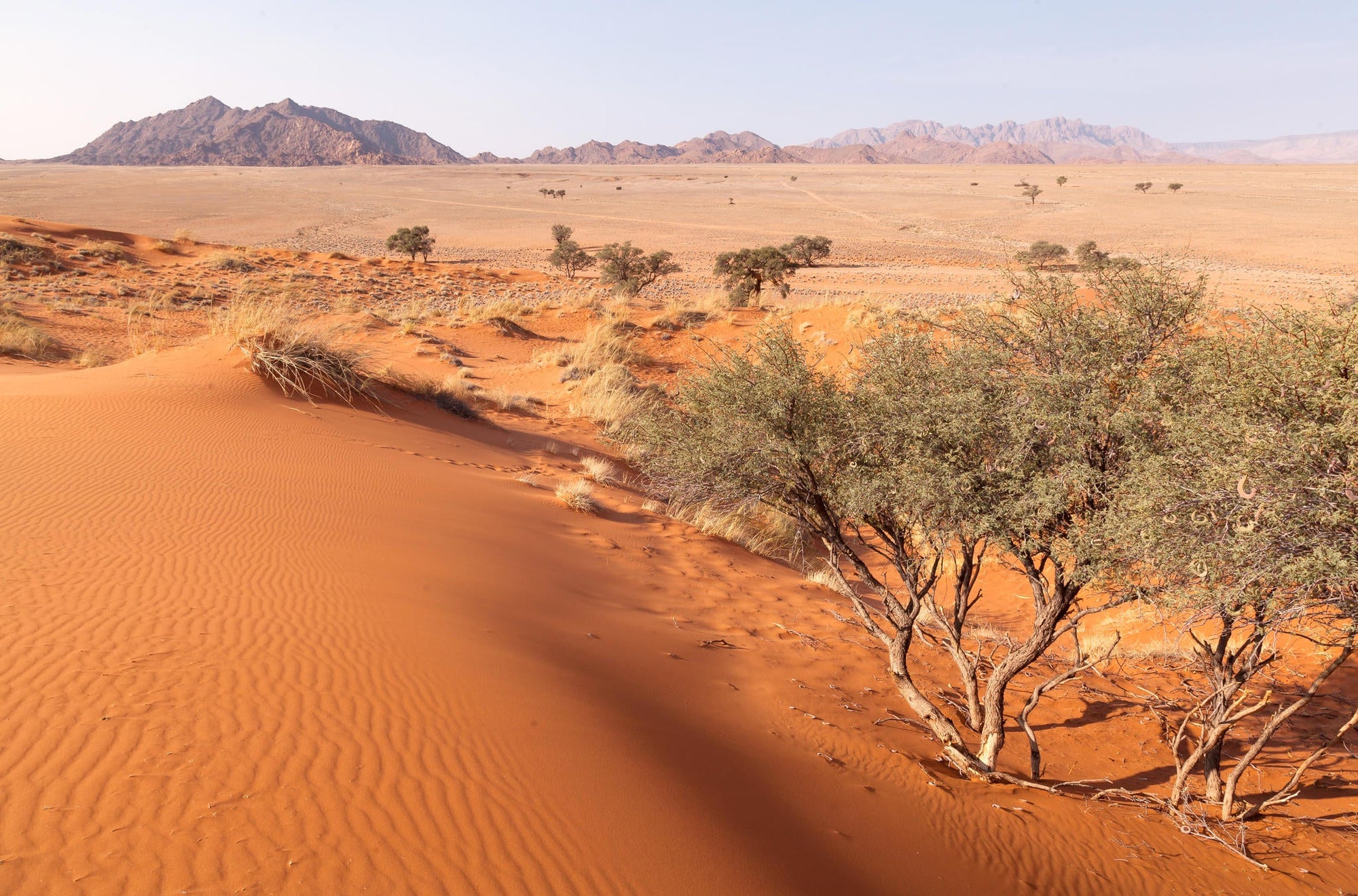Elim Dune Nature Walk gallery image 2