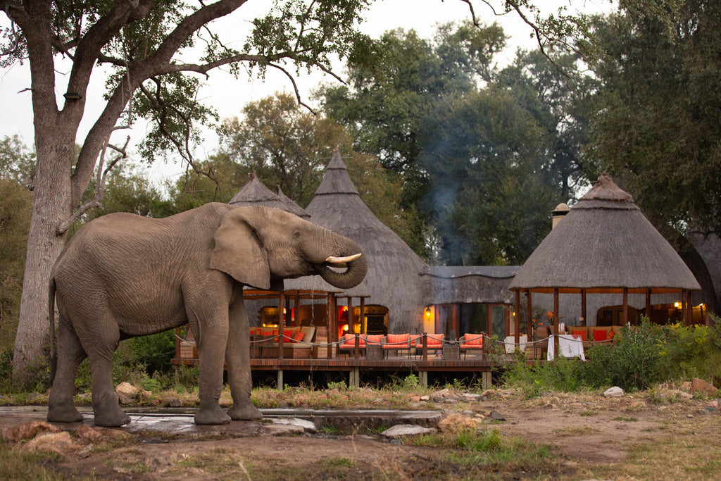 2. Signature Hoyo Hoyo Safari Lodge - Wildlife - Elephant