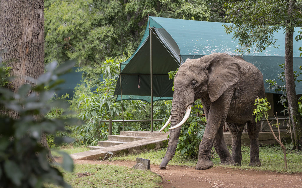 Luxury tents gallery image 17