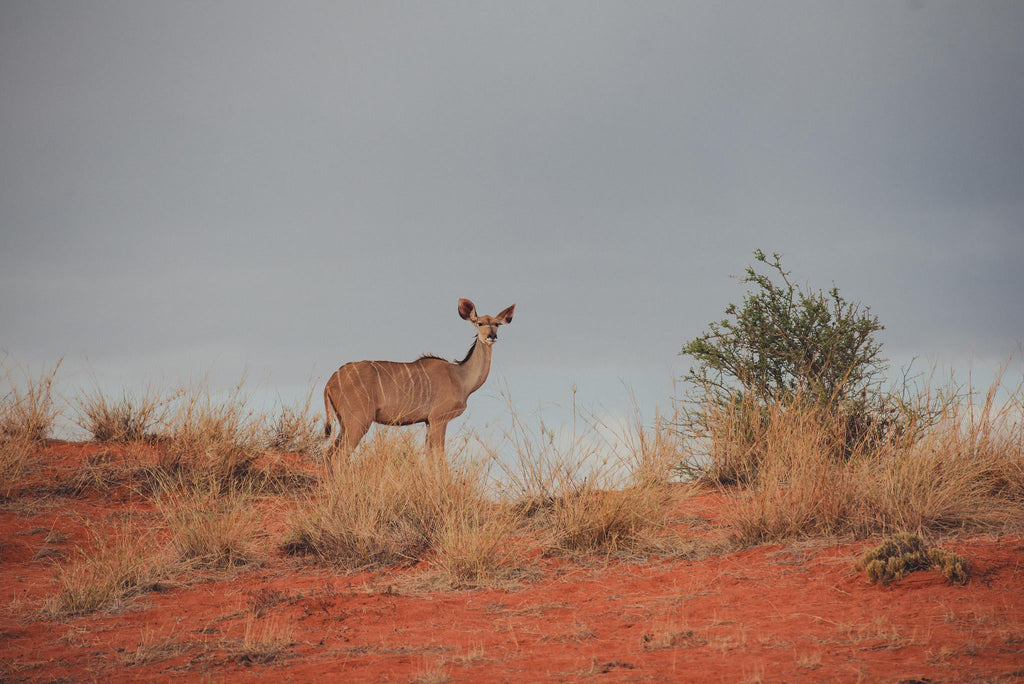 Morning Nature Drives for Families gallery image 4