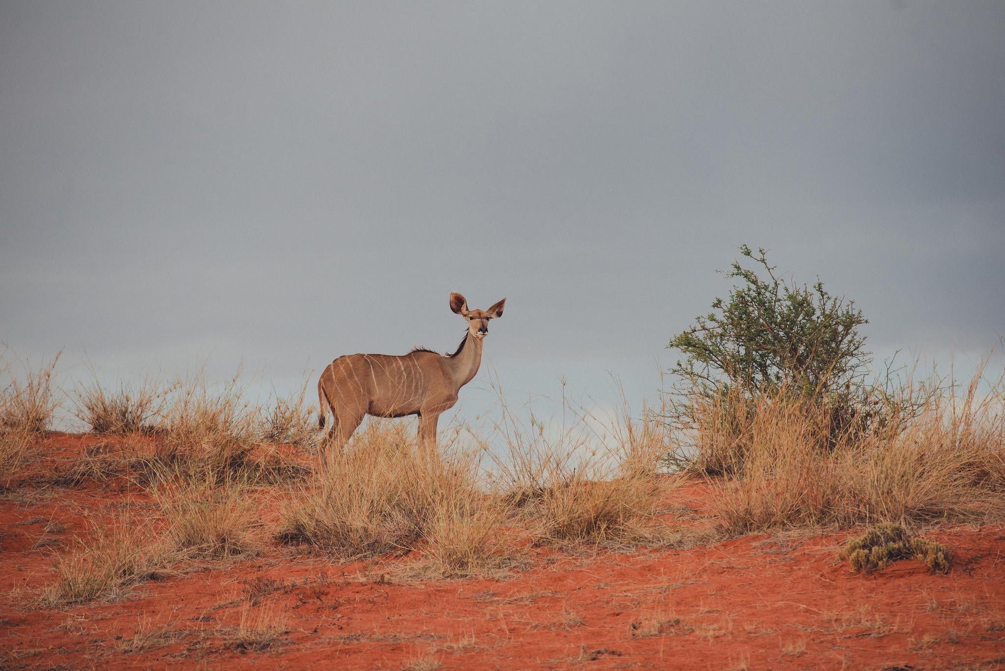 Morning Nature Drives for Families gallery image 4