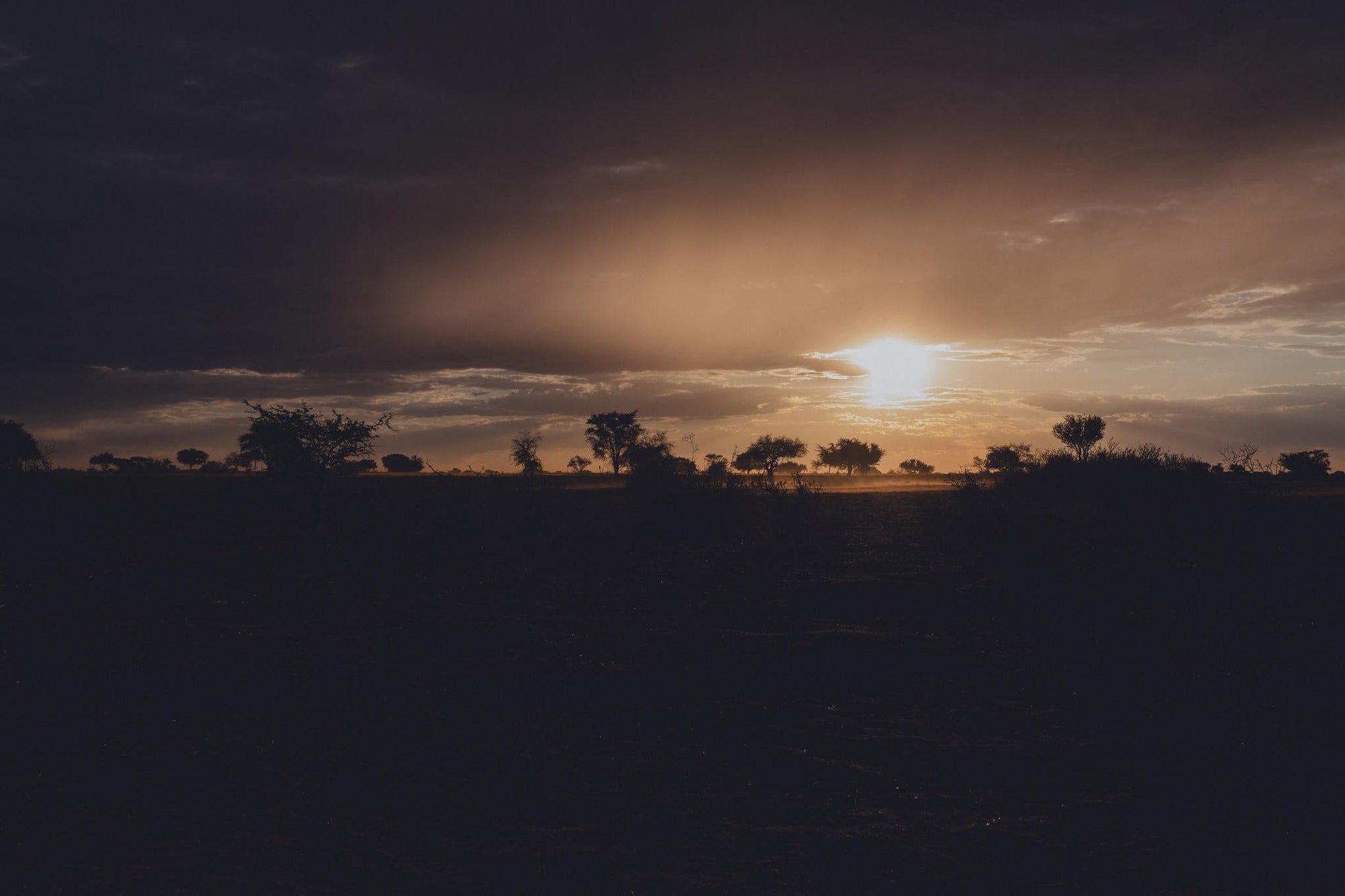 Desert Night Walk gallery image 4