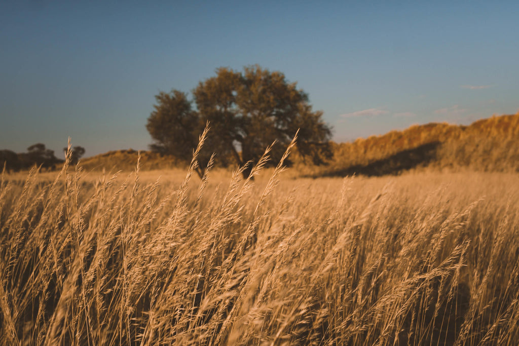 Walking Trails gallery image 4
