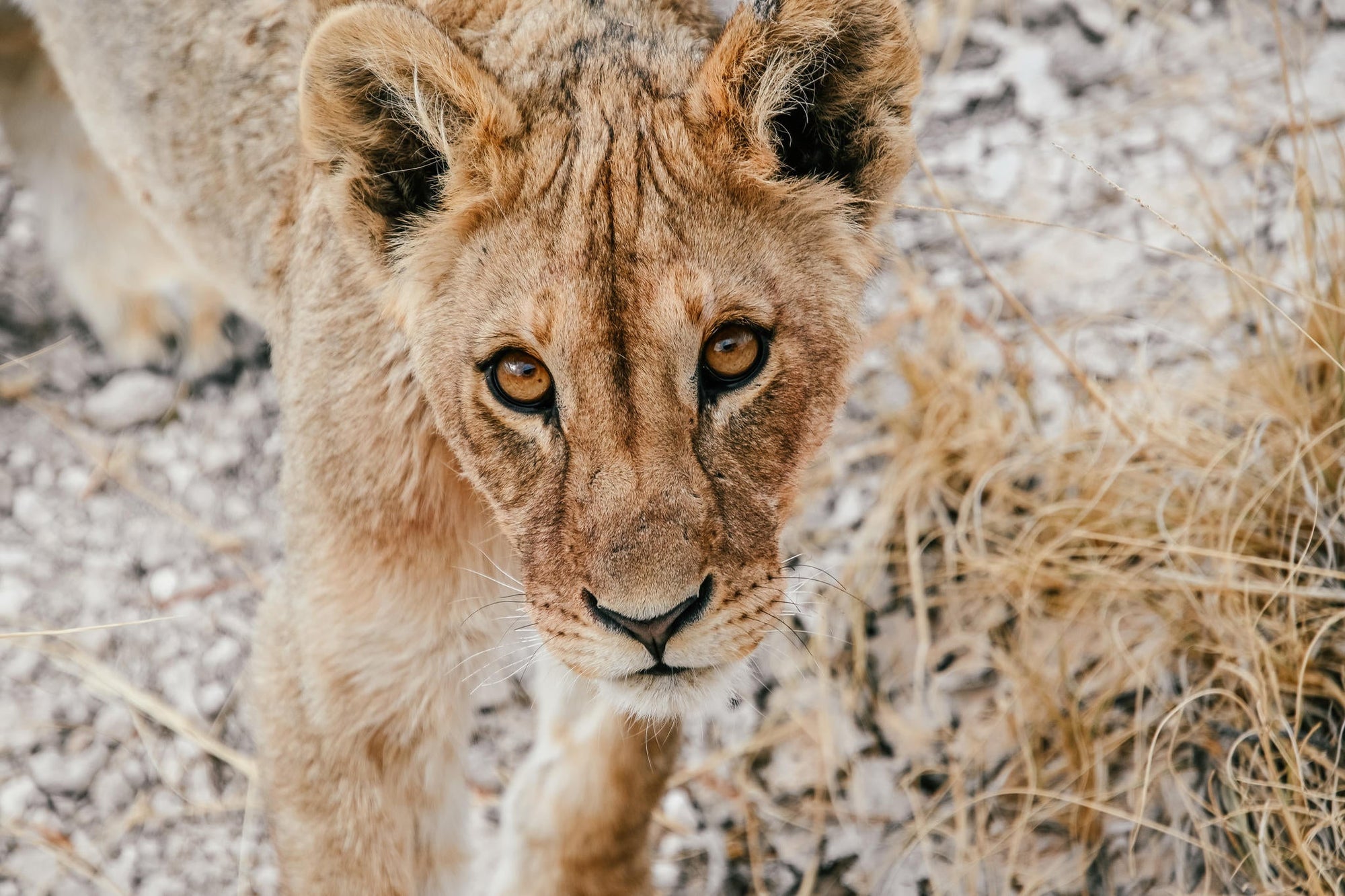 Half Day Game Drive into Etosha gallery image 3