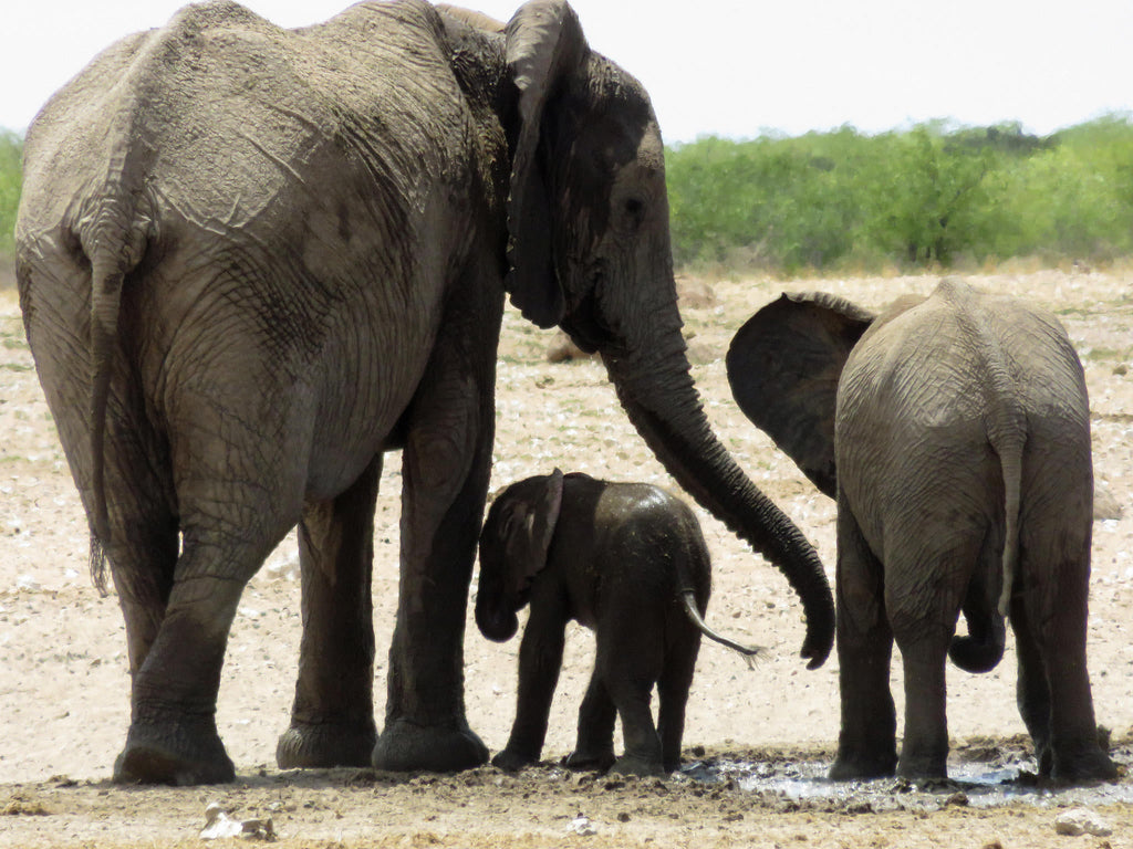 Half Day Game Drive into Etosha gallery image 4