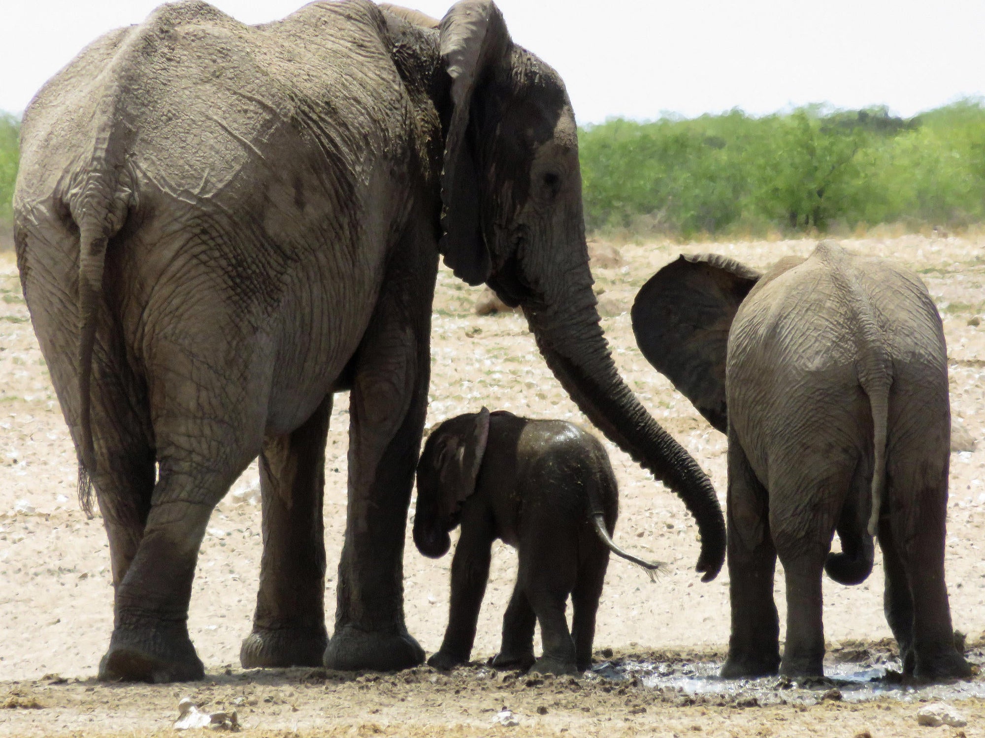 Half Day Game Drive into Etosha gallery image 4
