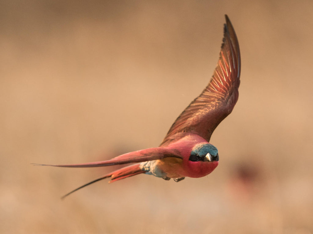 Guided walks to the bird colonies (Seasonal)  gallery image 3