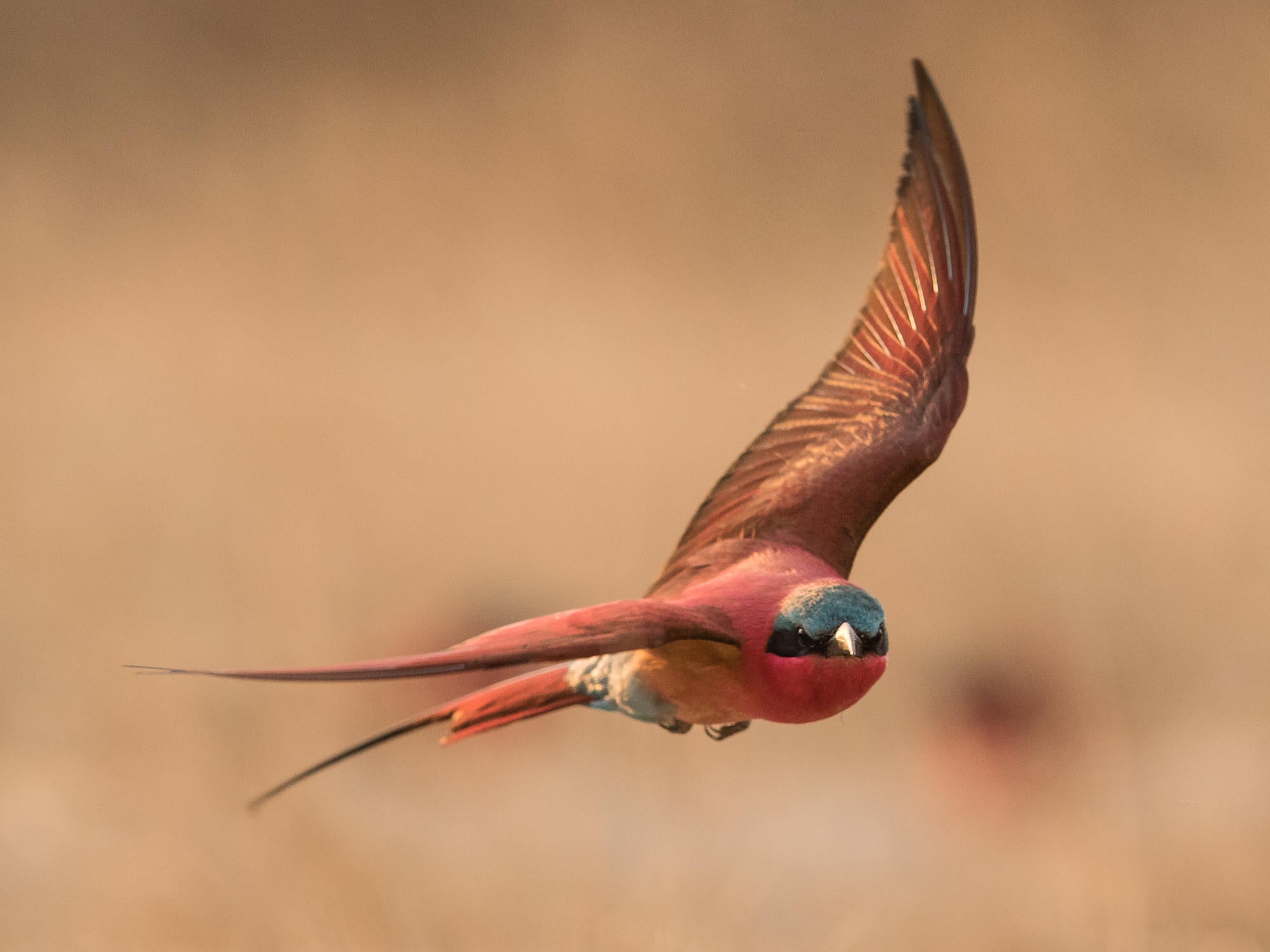 Guided walks to the bird colonies (Seasonal)  gallery image 3