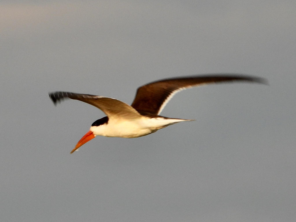 Guided walks to the bird colonies (Seasonal)  gallery image 4