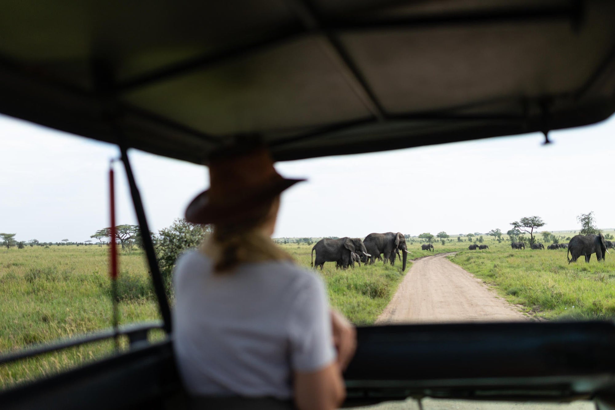Game Drive gallery image 1