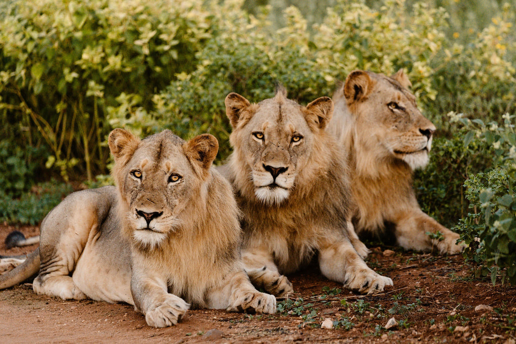 Game Drives gallery image 2