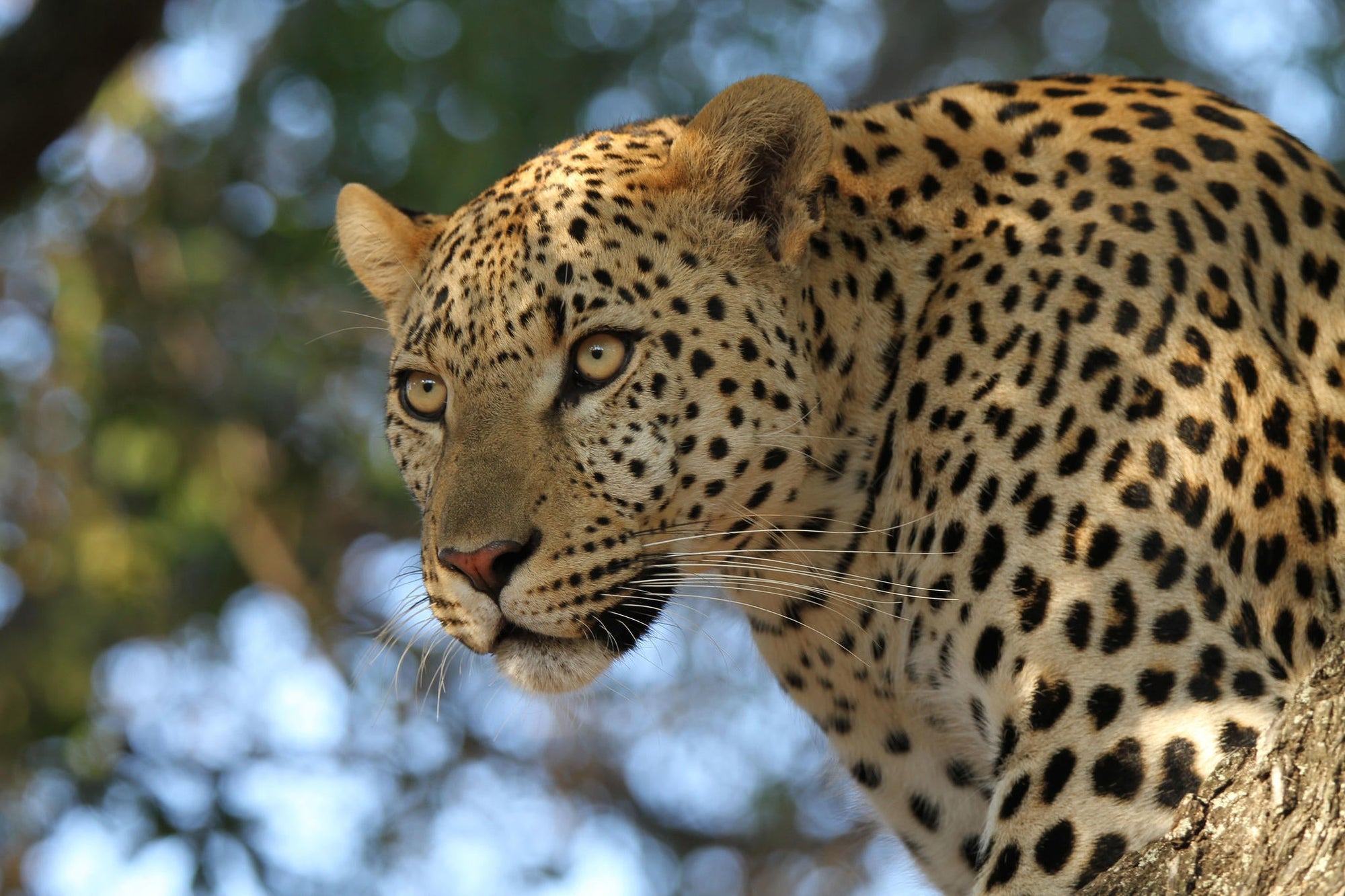 Game Drives gallery image 3