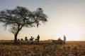 Bush Sundowner gallery image 1