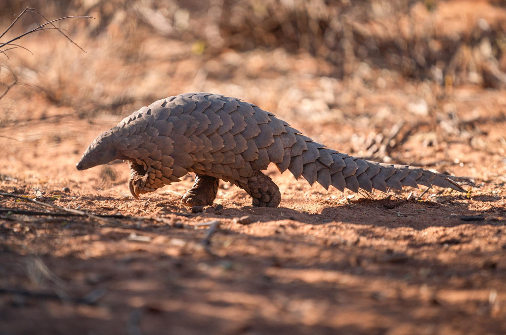 PANGOLIN TRACKING gallery image 2