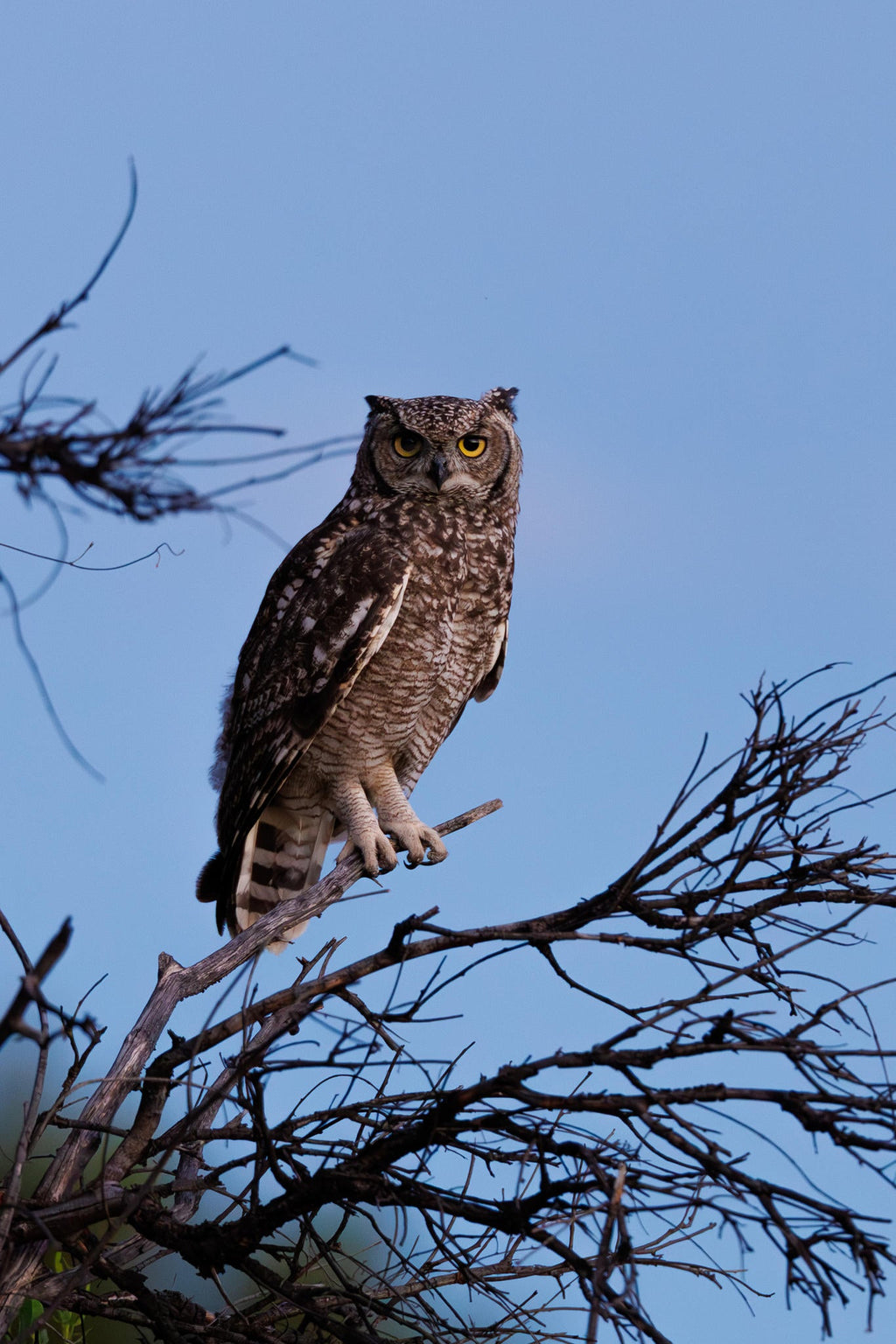 NIGHT DRIVE: - subject to weather and availability gallery image 3