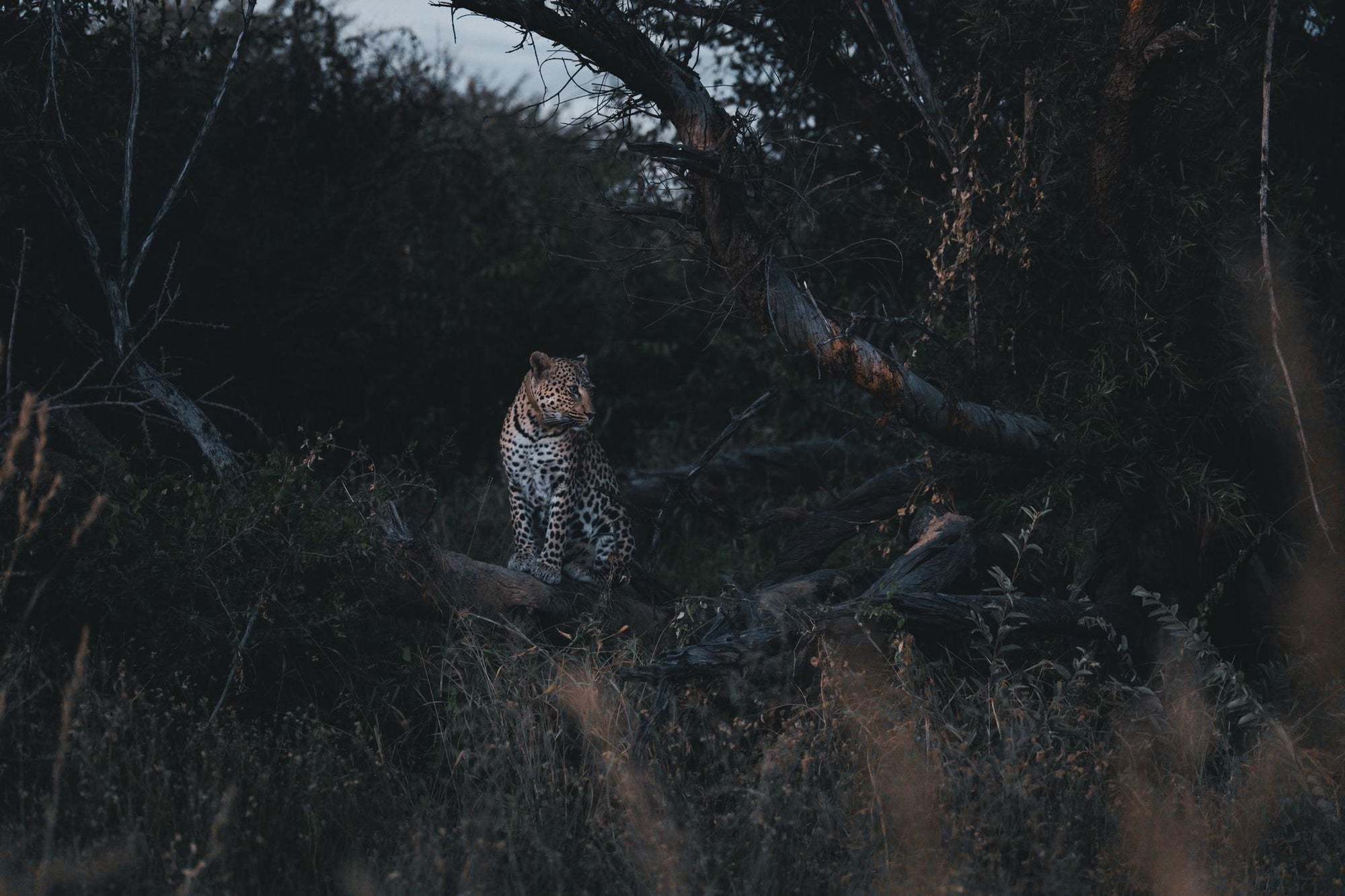 NIGHT DRIVE: - subject to weather and availability gallery image 4