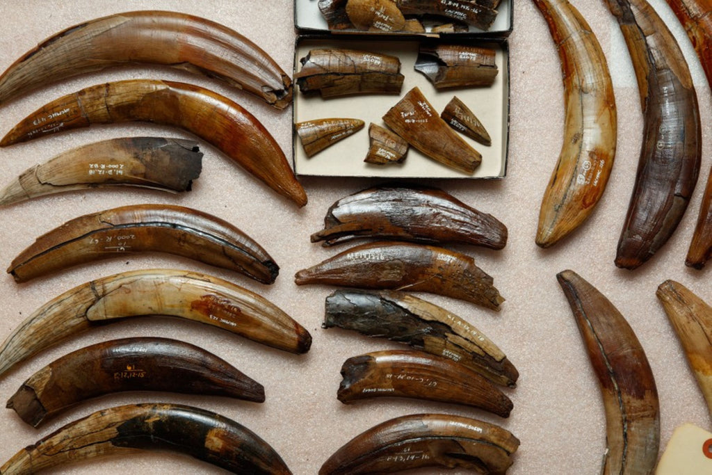 The La Brea Tar Pits and Museum