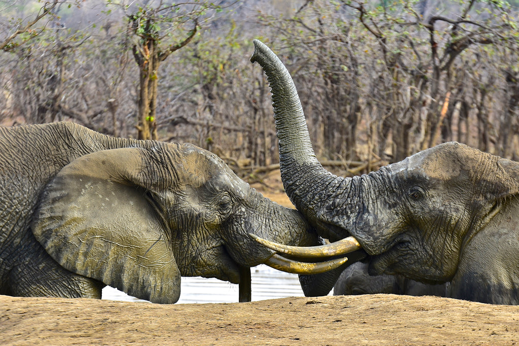 Savuti and Chobe