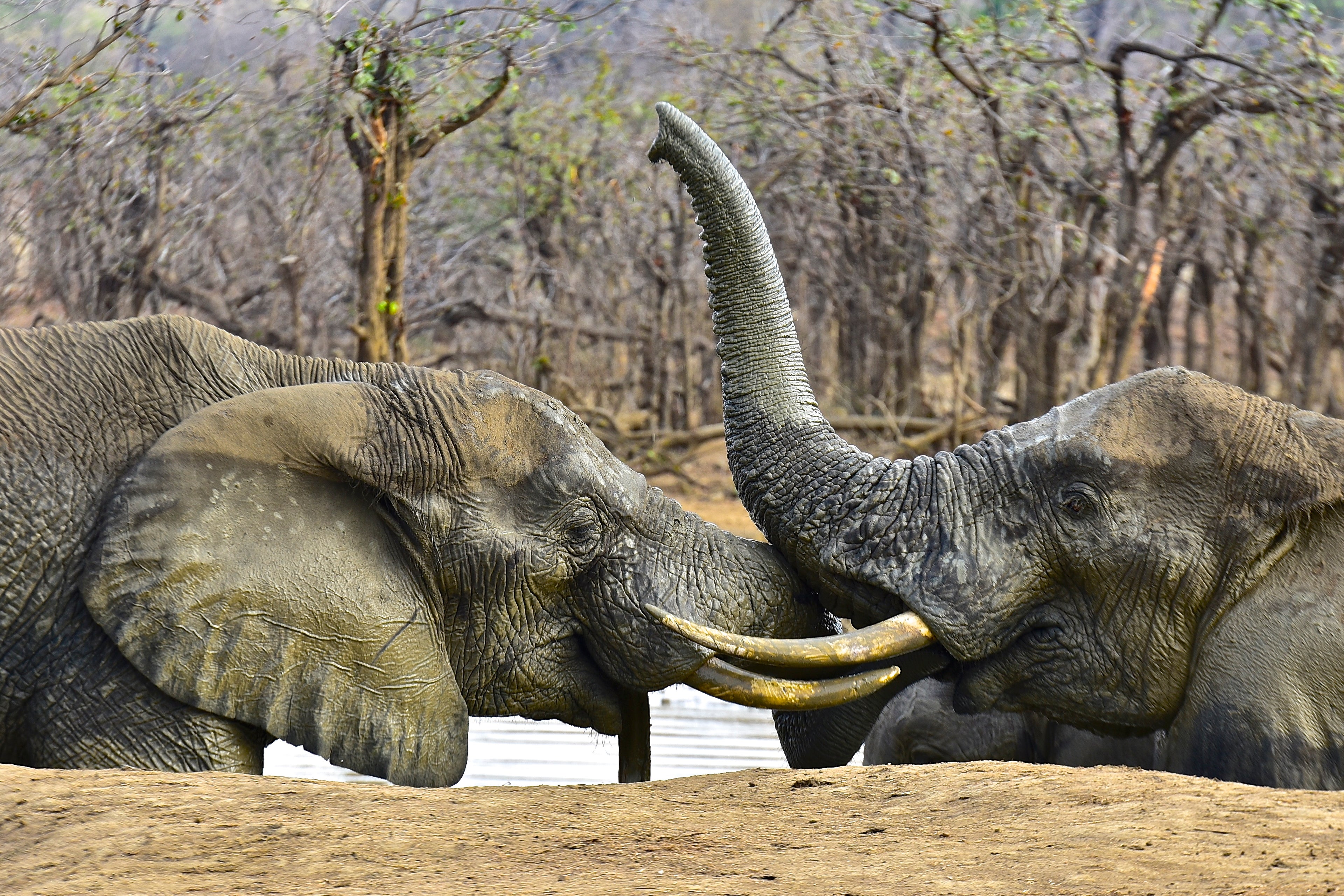 Savuti and Chobe