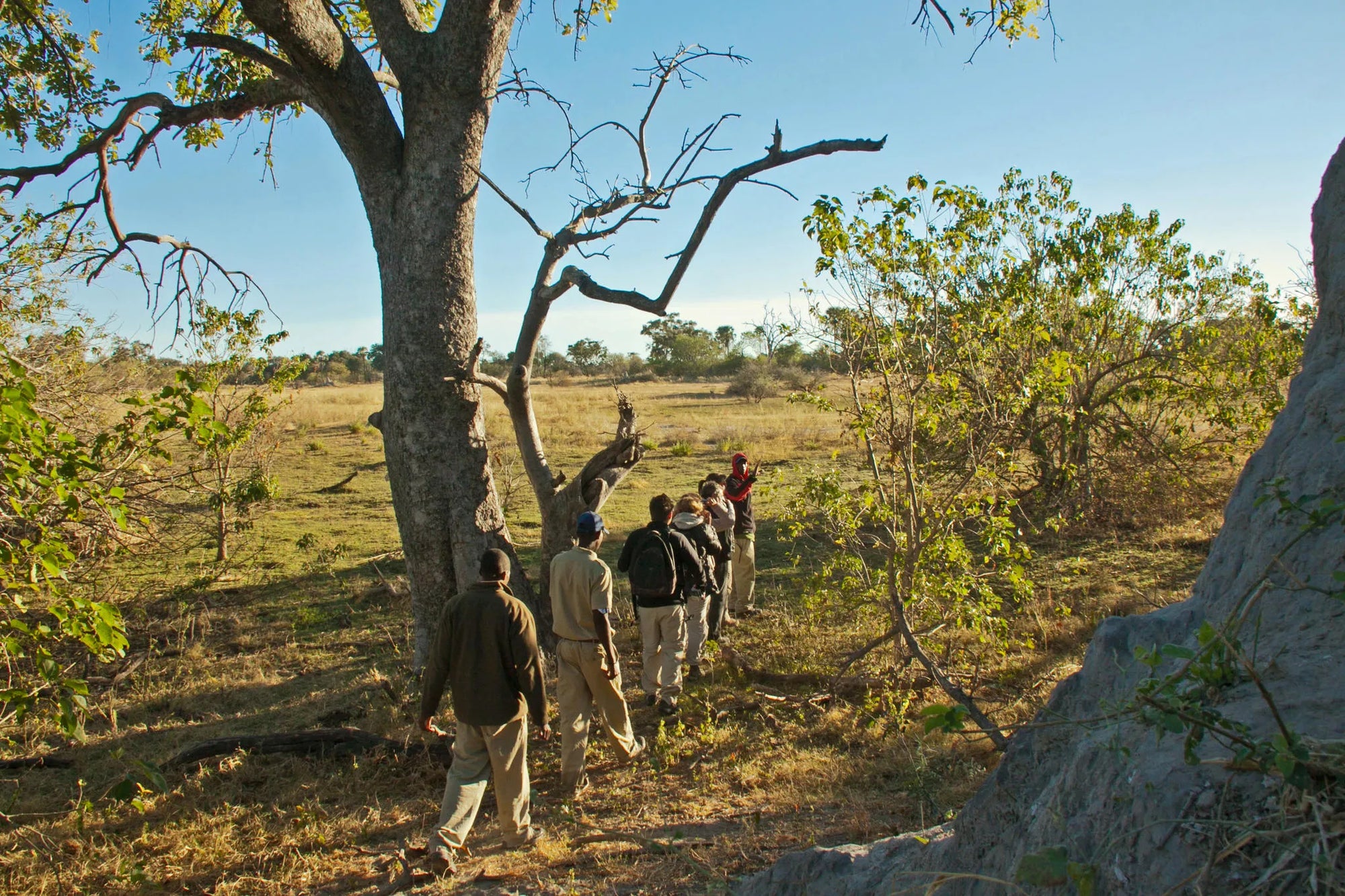 Bush walks at Oddballs' Camp, Moremi Game Reserve, Botswana.