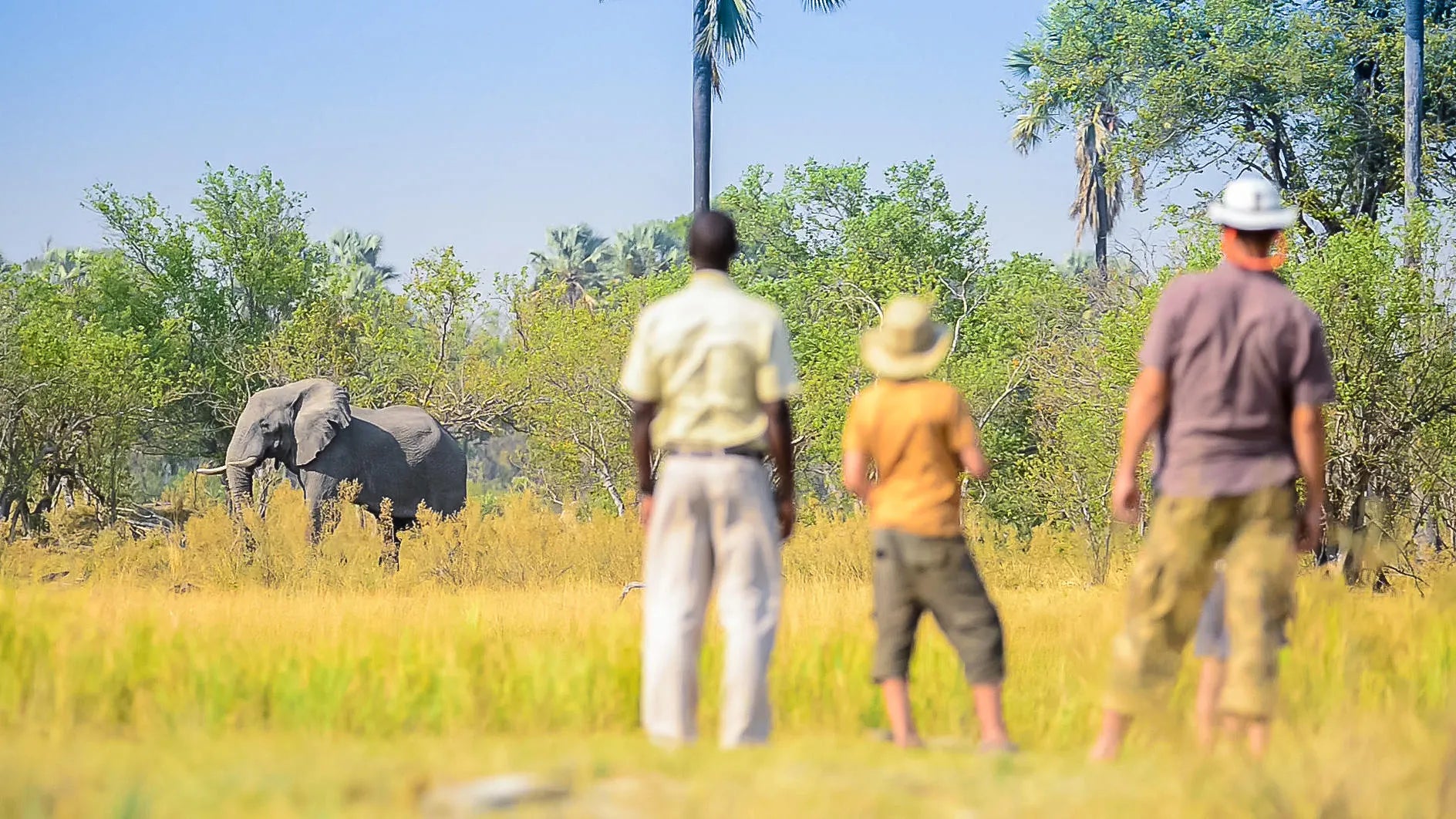 Delta Camp Walking Safari at Delta Camp, Okavango Delta, Botswana.